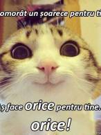 Am omorât un șoarece pentru tine - poza demo