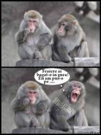 Glume ca între maimuțe - poza demo