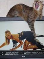 Probabil e motan - poza demo