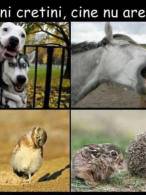 Cine nu are un asemenea prieten? - poza demo