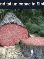 Cand tai un copac in Sibiu - poza demo