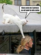 Dacă asta nu-i peruca să-mi spui tu mie cuțu - poza demo