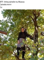 Cainele nu musca - poza demo