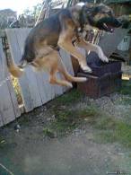 Catel Unicat - poza demo