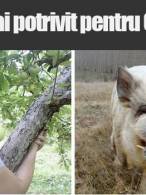 Ce porc ai vrea de Crăciun? - poza demo