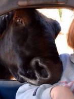 Răutăcioșii ar spune: Ce se aseamănă se adună - poza demo