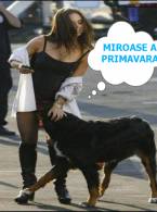 Miroase a Primăvară - poza demo