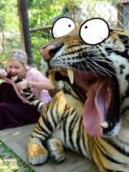 Săraca pisicuţă - poza demo