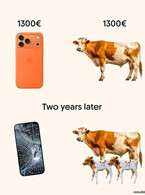 O vaca si un iPhone 17 - poza demo