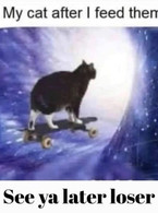 My cats after I feed them - poza demo