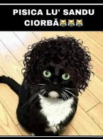 Pisica lui Sandu Ciorba - poza demo