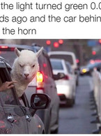 When the light turned green and the car behind you - poza demo