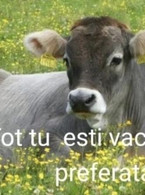 Tu esti vaca mea preferata - poza demo