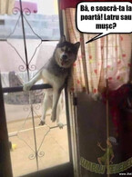 E soacra-ta la poarta - poza demo