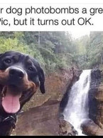 When your dog photobombs a great - poza demo