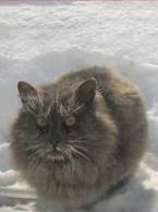 Românii, după ce iarna a venit în octombrie - poza demo