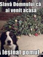 Săracul câine, n-a știut ce să-i facă - poza demo