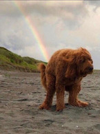 Cainele si curcubeul - poza demo