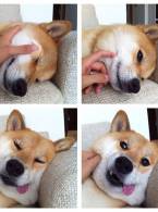 Așa ar trebuii tratați câinii - poza demo