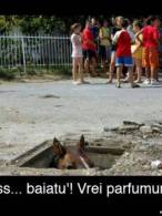 Bișnițarii ar fii gen - poza demo