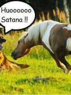 Nu mor caii când vor câinii - poza demo