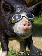 Porc smecher - poza demo