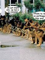 Câteodată, câinii seamănă cu bărbații - poza demo