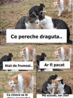 Ce pereche drăguţă - poza demo