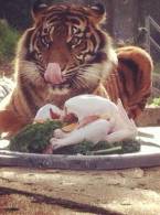 Pisicuţei îi place ce a primit - poza demo