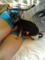 Nu-i rău să fii câine - poza demo