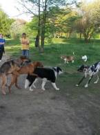 Lăsaţi câinii să facă ce vor - poza demo