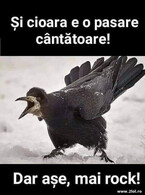 Si cioara e o pasare cantatoare - poza demo