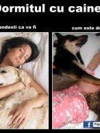 Cum este defapt dormitul cu câinele - poza demo