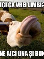 Zici că vrei limbi? - poza demo