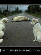 Ți-am zis să nu-i mai torni - poza demo