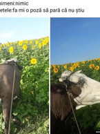 Fa-mi o poza sa para ca nu stiu - poza demo