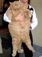 Daca Oana Roman era pisica - poza demo