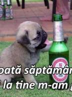 Toată săptămâna numai la tine m-am gândit - poza demo