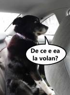 Când îți lași iubita să conducă - poza demo