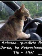 Si pisicilor le place viteza - poza demo