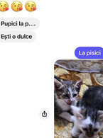 Pupici la pisici - poza demo