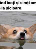 Cand inoti si simti ceva pe la picioare - poza demo