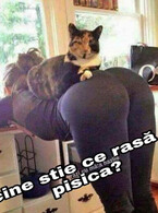 Ce rasa e pisica? - poza demo