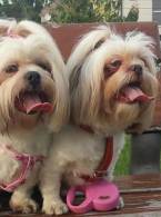 Reacția mea atunci când văd o reclamă la catena - poza demo