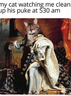 My cat watching me clean up his puke at 5:30 am - poza demo