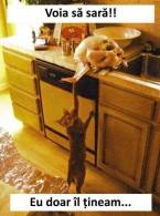 Ce pisică grijulie - poza demo