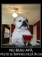 Bobi nu bea apă - poza demo