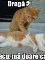 Seamănă cu răspunsul femeilor? - poza demo