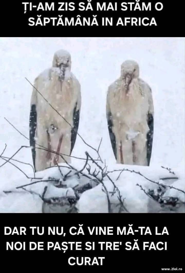 Ti-am mai zis sa stam o saptamana in Africa | poze haioase