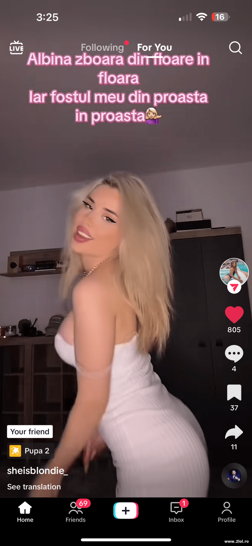 Albina zboara din floare in floare | poze haioase